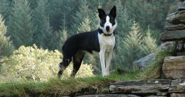 Well behaved dogs are welcome in both Strathardle and Tarlogie by prior arrangement. We do not make an additional charge for dogs but would request that guests ensure their dog is kept under reasonable and appropriate control at all times.